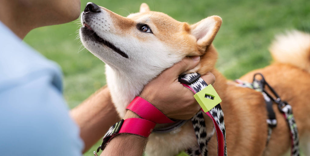 Enhance Your Pet's Style and Safety with the Perfect Collar and Leash