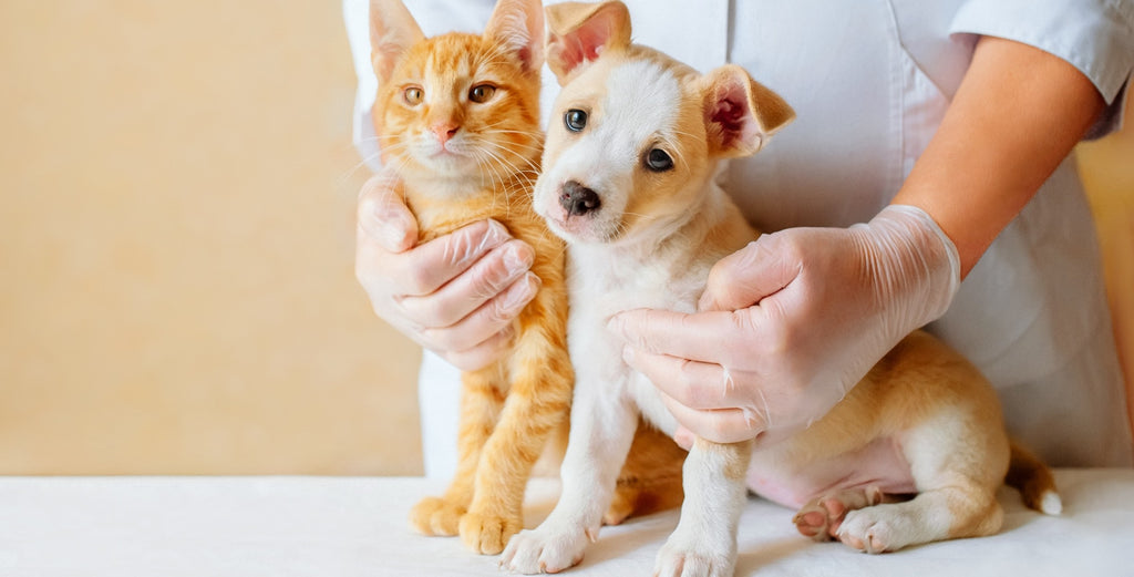 The Ultimate Guide to Pet Care and Grooming: Tips for Keeping Your Companion Happy and Healthy